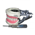 Artificial Jaw Model Pedo 24 Teeth