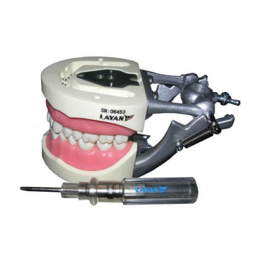NrhGeJLBc3n0ZELCmbyaP5Pba9QSxm8asZLUfgHh Artificial Jaw Model Pedo 24 Teeth - Image 1