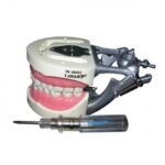 Artificial Jaw Model Adult 32 Teeth
